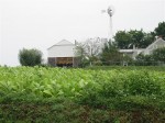 tobacco field & drying shed